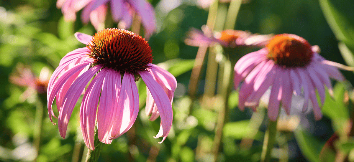image 10 Manfaat Echinacea untuk Kesehatan & Aturan Pakainya