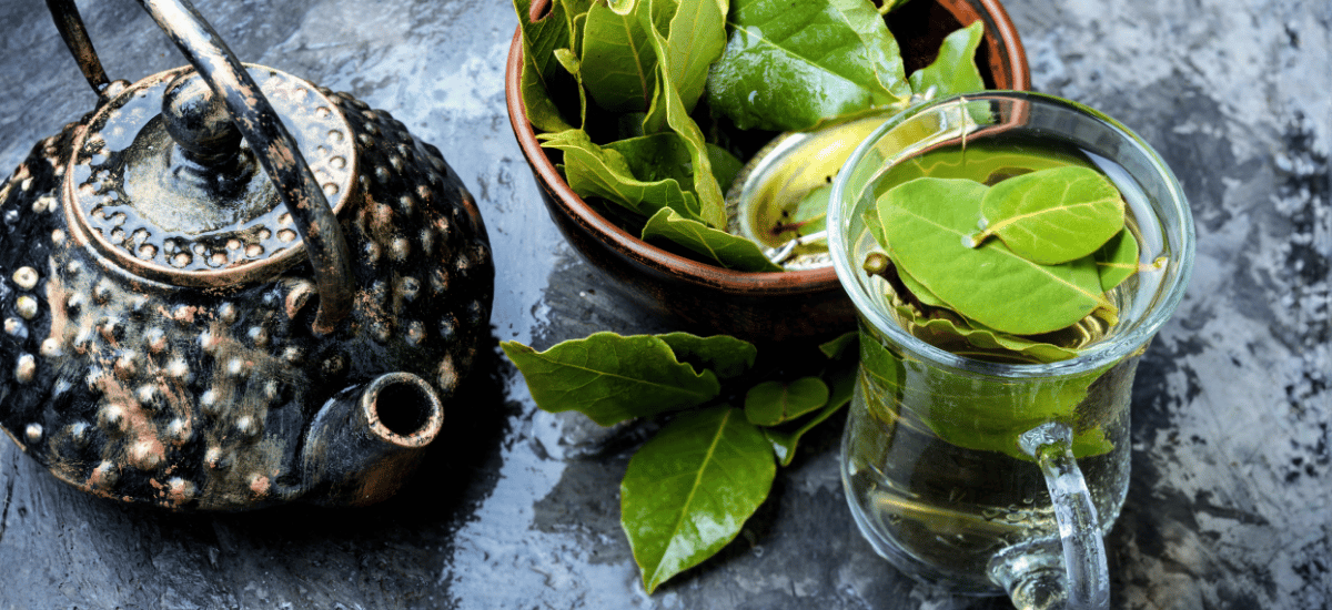 image 5 Rebusan Daun untuk Menurunkan Gula Darah & Potensi Medisnya