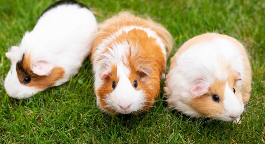 image 5 Makanan Hamster Kecil