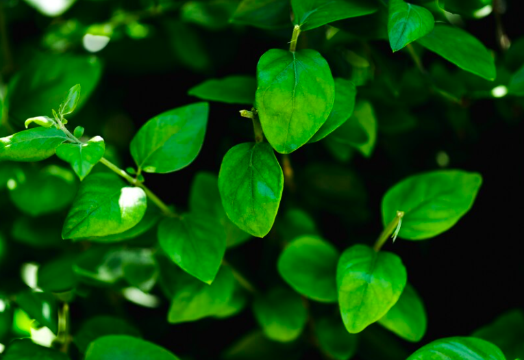 image 5 Manfaat Daun Sirih Bagi Kesehatan