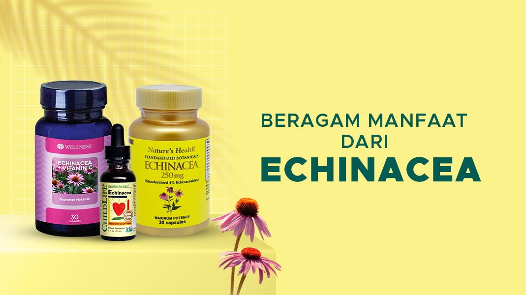 7 Manfaat Echinacea dan Rekomendasi Produk Terbaik