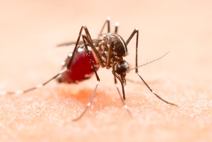 image Apa Saja Gejala DBD Pada Anak Dan Cara Pencegahan Yang Dilakukan?