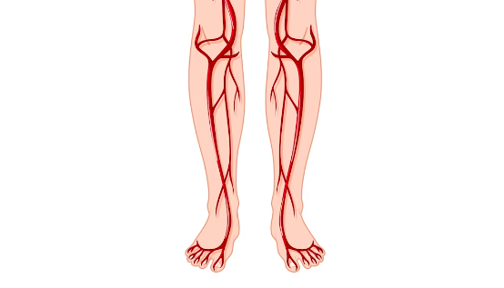 image Inilah Cara Kerja Organ Peredaran Darah Manusia
