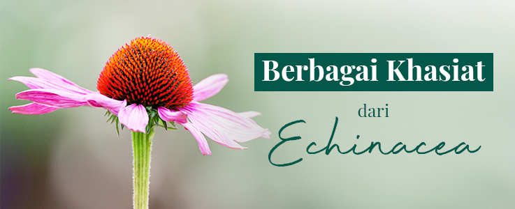 image Manfaat Tersembunyi Echinacea yang Jarang Diketahui