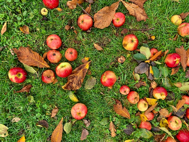 image Mau Tahu Berapa Banyak Kalori dalam Satu Buah Apel? Simak Selengkapnya di sini