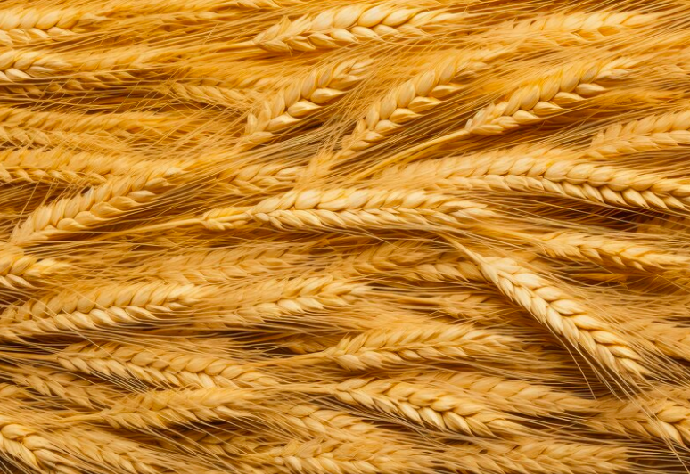 image Meminimalisir Gejala, Ini 9 Makanan Untuk Asam Lambung