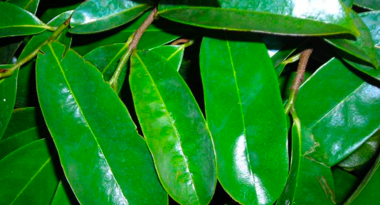 image Mengenal Manfaat Daun Sirsak