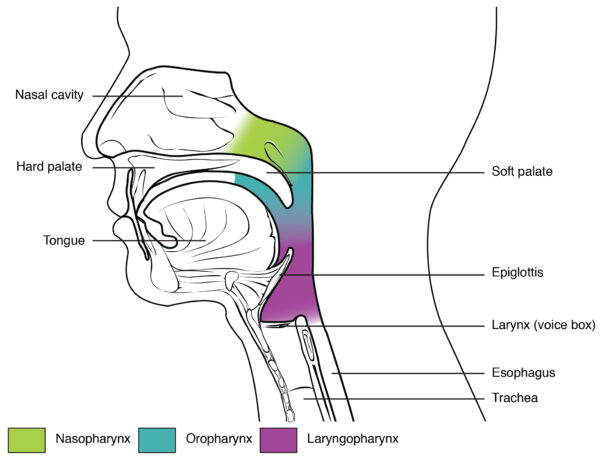 image Mengenal Sistem Pernafasan Manusia