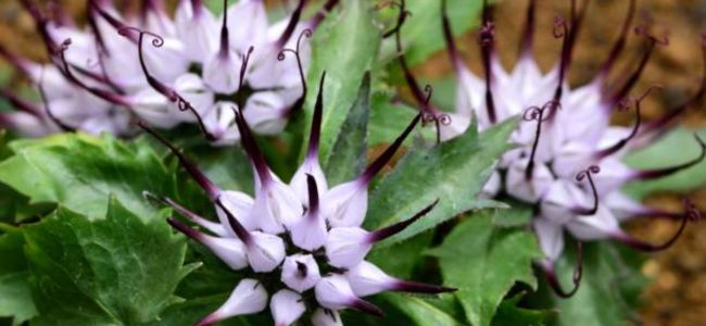 image Tanaman Devils Claw: Khasiat, Efek Samping & Cara Menggunakannya untuk Pengobatan