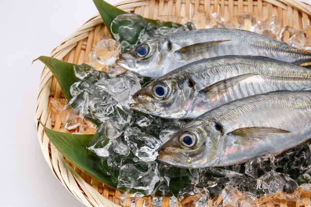 ikan kembung untuk mpasi